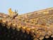 15_Beijing_Lamaserie_Dragon