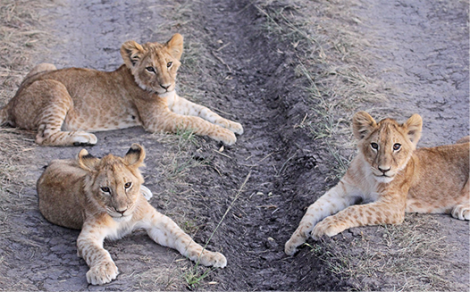 Photo by Bob Stephens