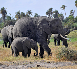 Photo by Bob Stephens