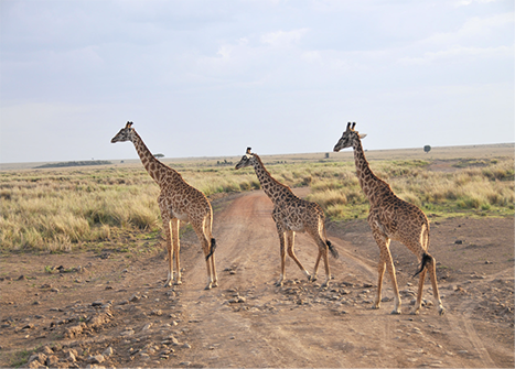 Photo by Bob Stephens