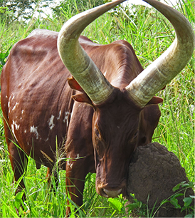 Photo by Bob Stephens.